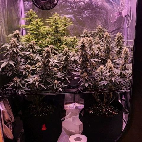 Auto Future #1 growlog timeline photo