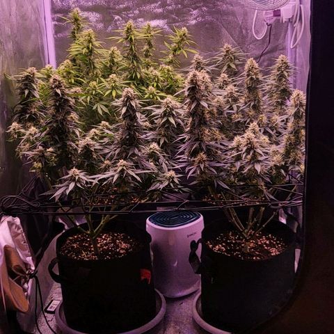 Auto Future #1 growlog timeline photo