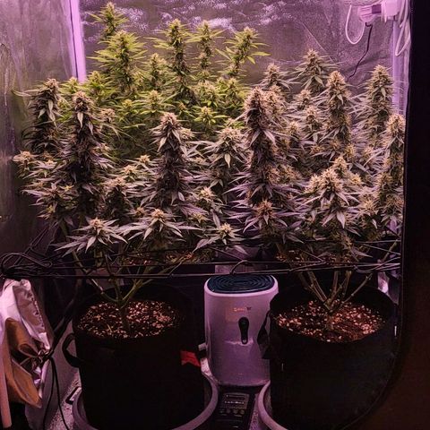 Auto Future #1 growlog timeline photo