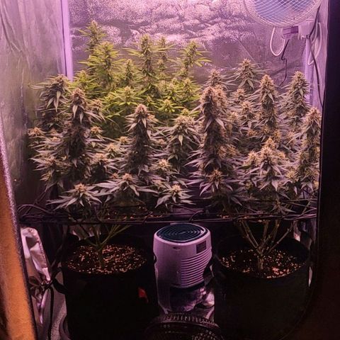 Auto Future #1 growlog timeline photo