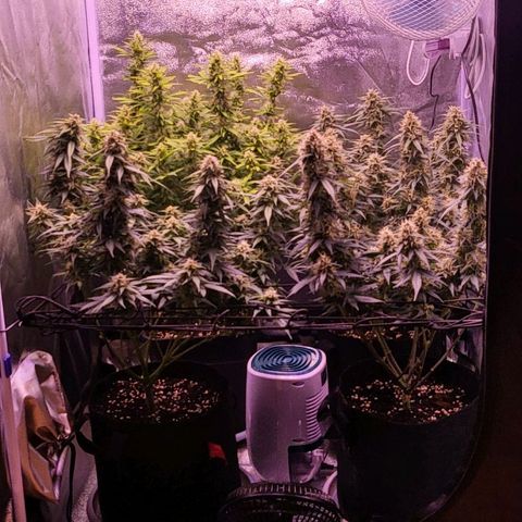 Auto Future #1 growlog timeline photo