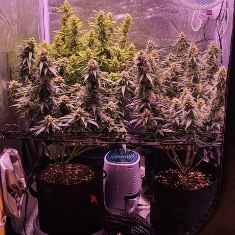Auto Future #1 growlog timeline photo