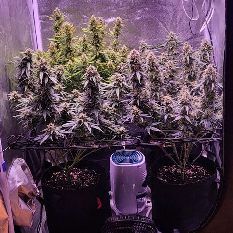 Auto Future #1 growlog timeline photo