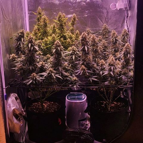 Auto Future #1 growlog timeline photo