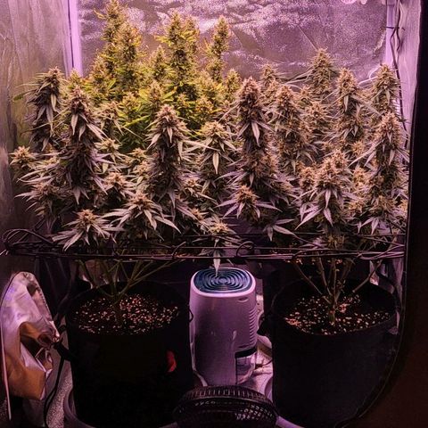 Auto Future #1 growlog timeline photo