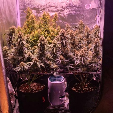 Auto Future #1 growlog timeline photo