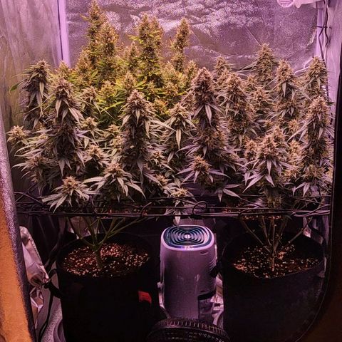 Auto Future #1 growlog timeline photo