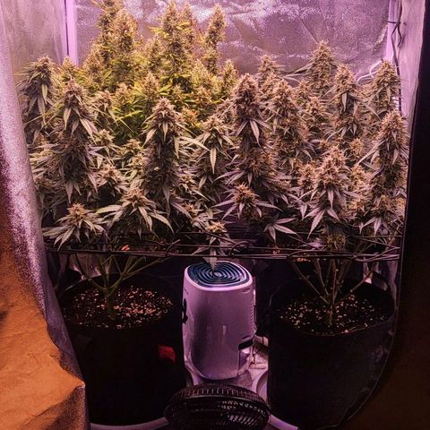 Auto Future #1 growlog timeline photo