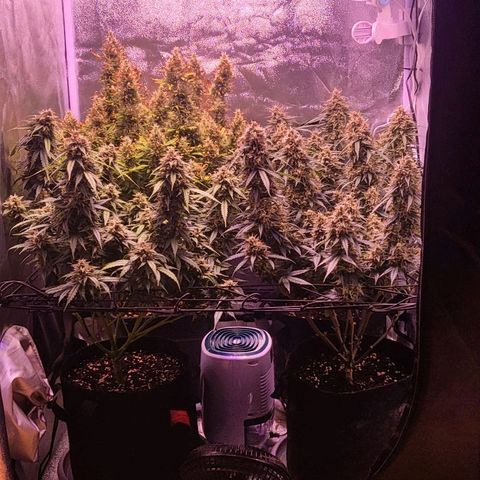 Auto Future #1 growlog timeline photo