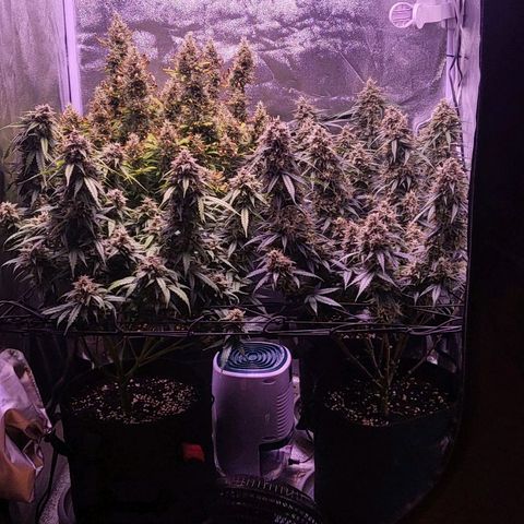 Auto Future #1 growlog timeline photo