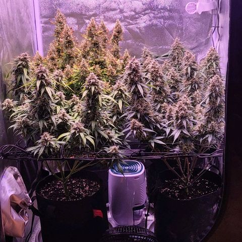 Auto Future #1 growlog timeline photo