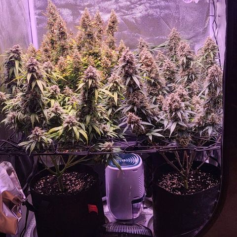 Auto Future #1 growlog timeline photo