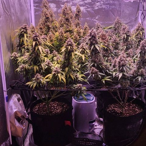 Auto Future #1 growlog timeline photo