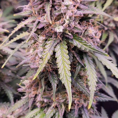 Auto Future #1 growlog timeline photo