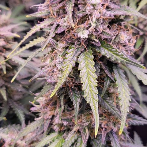 Auto Future #1 growlog timeline photo