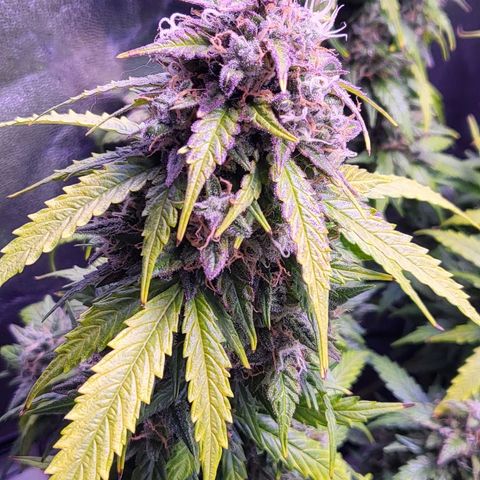 Auto Future #1 growlog timeline photo