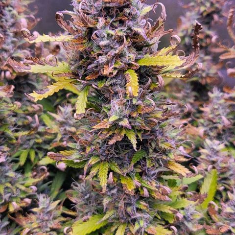 Auto Future #1 growlog timeline photo