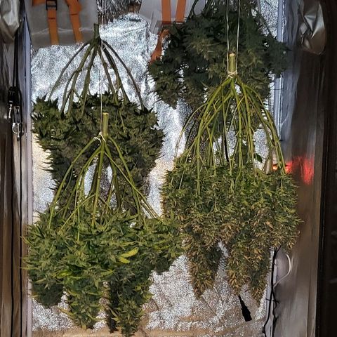 Auto Future #1 growlog timeline photo