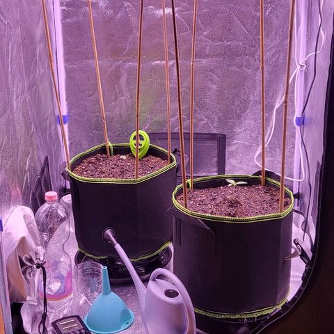 MobyDick fem growlog timeline photo