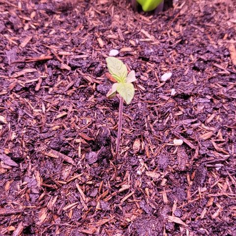 MobyDick fem growlog timeline photo