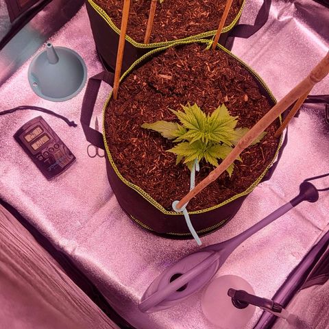 MobyDick fem growlog timeline photo