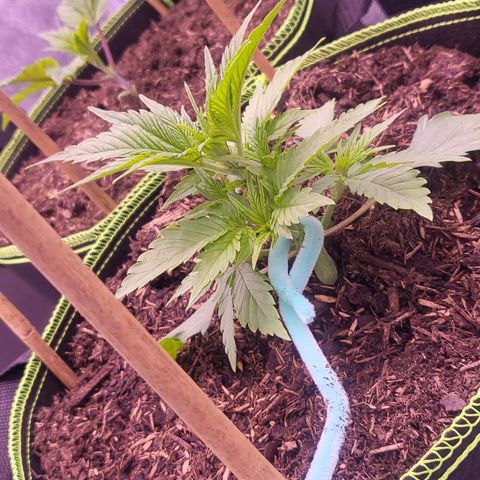 MobyDick fem growlog timeline photo
