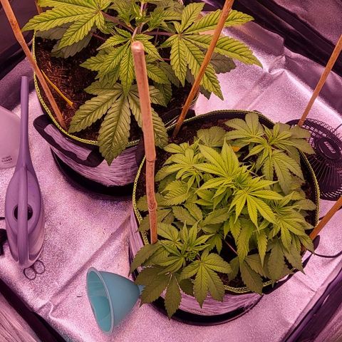 MobyDick fem growlog timeline photo