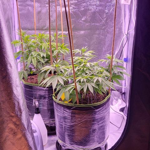 MobyDick fem growlog timeline photo