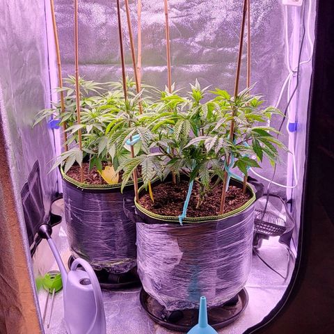 MobyDick fem growlog timeline photo