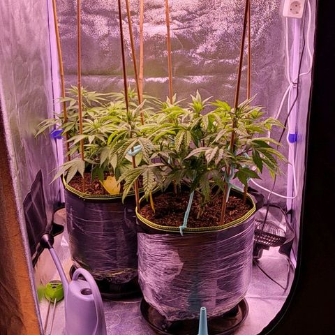 MobyDick fem growlog timeline photo