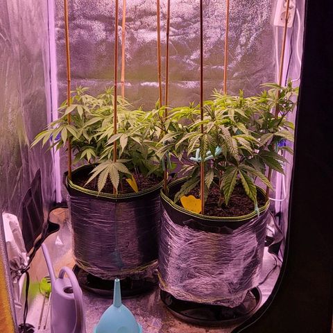 MobyDick fem growlog timeline photo