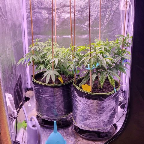 MobyDick fem growlog timeline photo