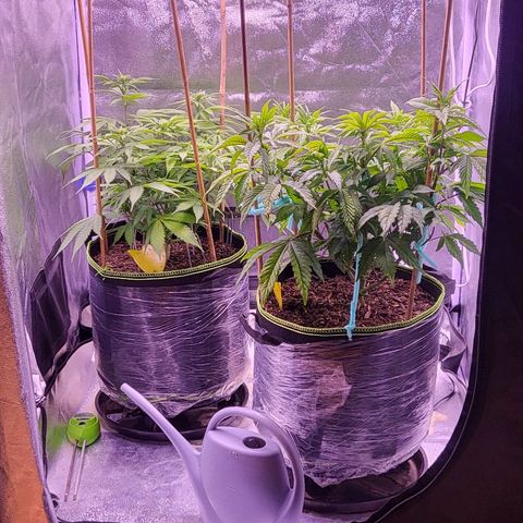 MobyDick fem growlog timeline photo