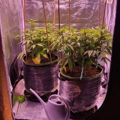 MobyDick fem growlog timeline photo