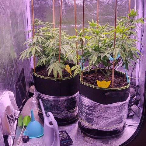 MobyDick fem growlog timeline photo
