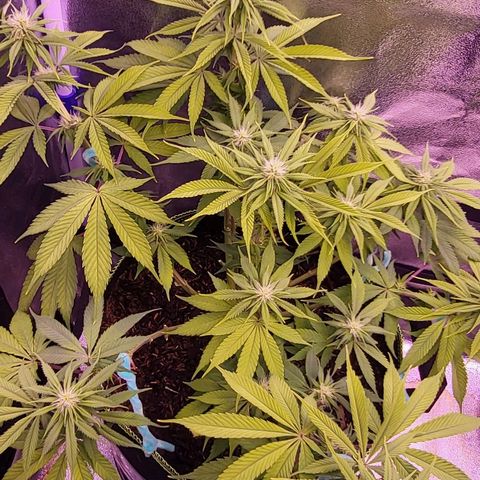 MobyDick fem growlog timeline photo