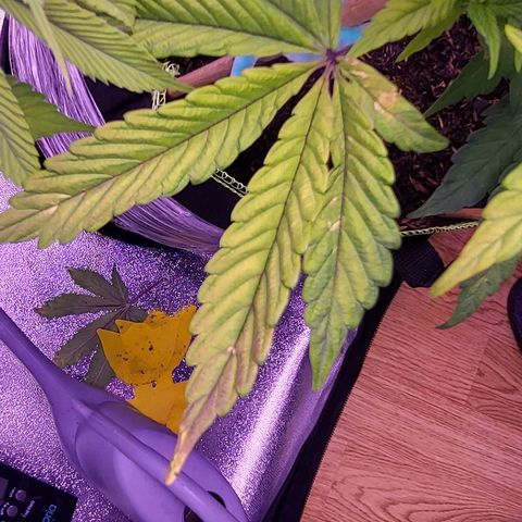 MobyDick fem growlog timeline photo