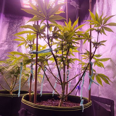 MobyDick fem growlog timeline photo