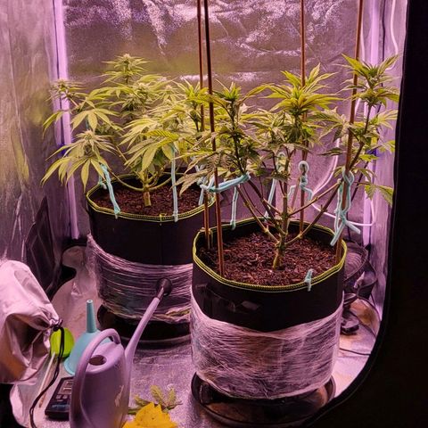 MobyDick fem growlog timeline photo