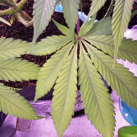MobyDick fem growlog timeline photo