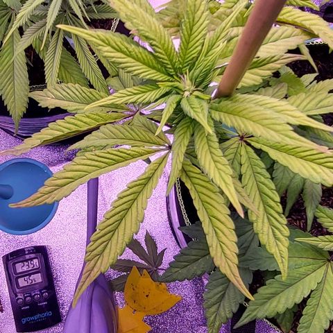 MobyDick fem growlog timeline photo