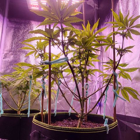 MobyDick fem growlog timeline photo