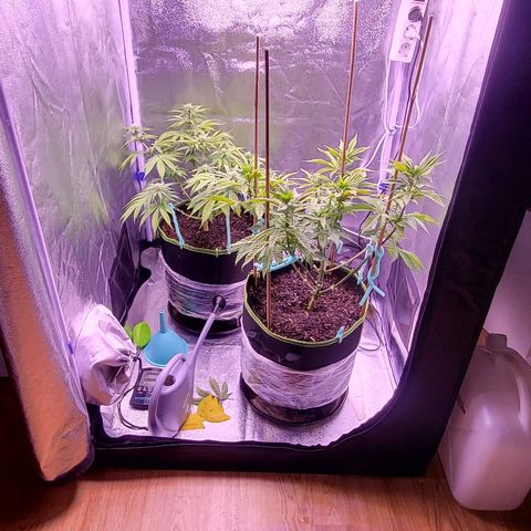 MobyDick fem growlog timeline photo