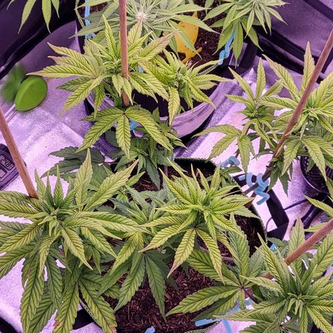 MobyDick fem growlog timeline photo