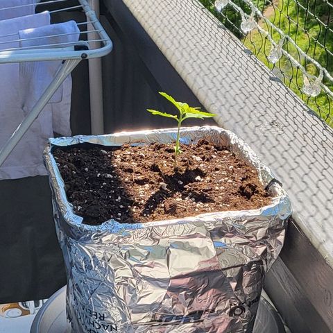 MobyDick fem growlog timeline photo