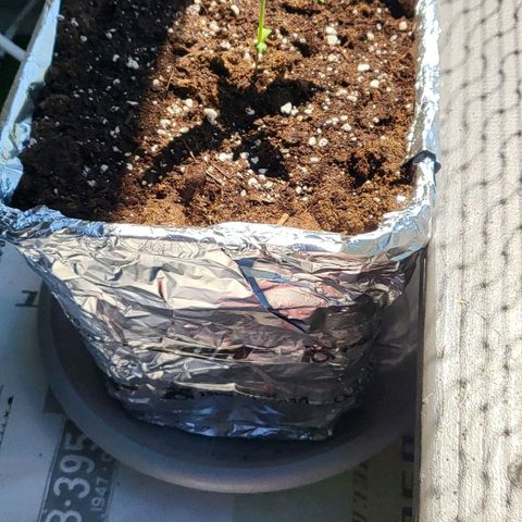 MobyDick fem growlog timeline photo