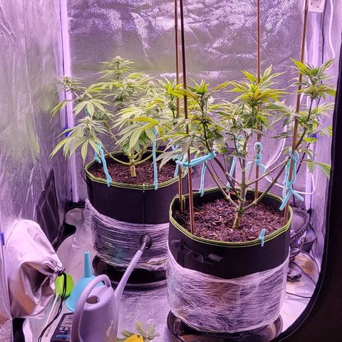 MobyDick fem growlog timeline photo