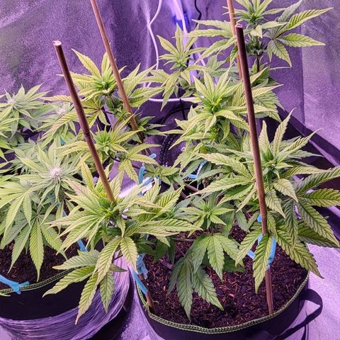 MobyDick fem growlog timeline photo