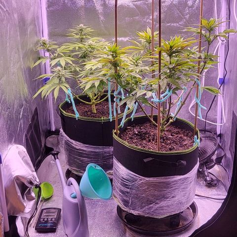 MobyDick fem growlog timeline photo