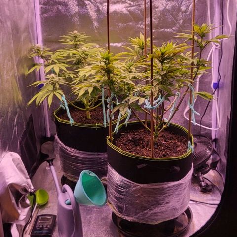MobyDick fem growlog timeline photo